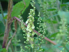 Teucrium scorodoniaValse salie bestellen